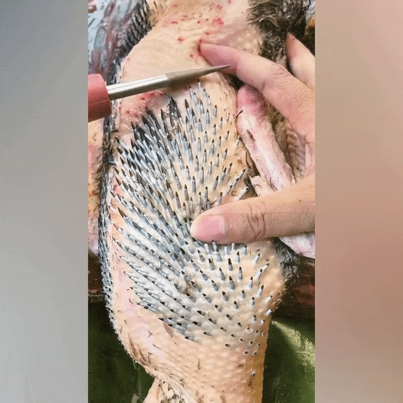 Aparat Electric pentru Îndepărtarea Penelor