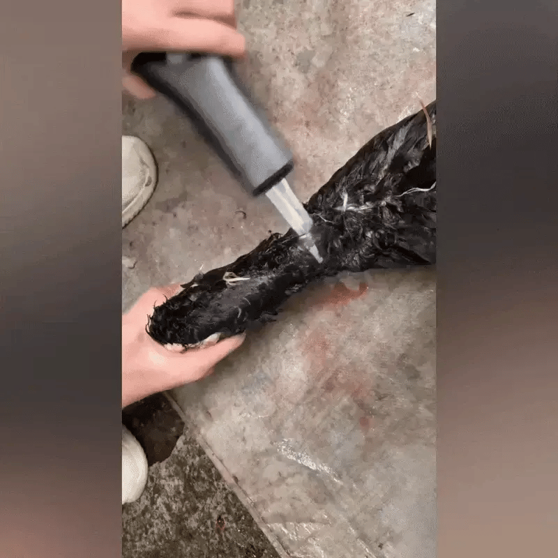 DISPOZITIV ELECTRIC PENTRU SMULGEREA PENELOR